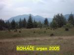 Roháče