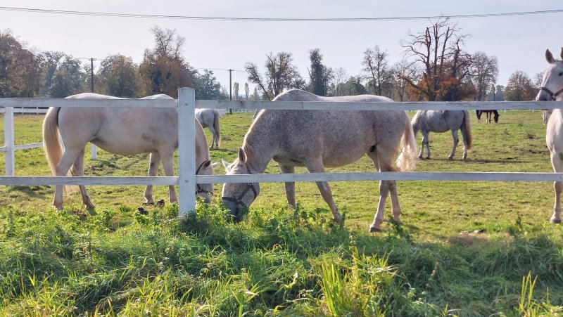 fotografie z akce NsI - Hřebčín Kladruby n/Labem