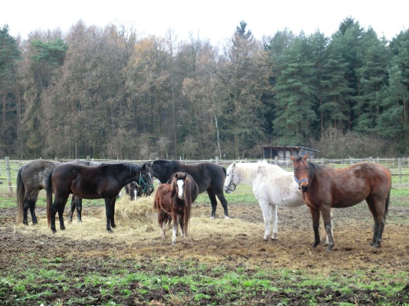 fotografie z akce NsL- Kozojedy-Mukařov 14.5 km