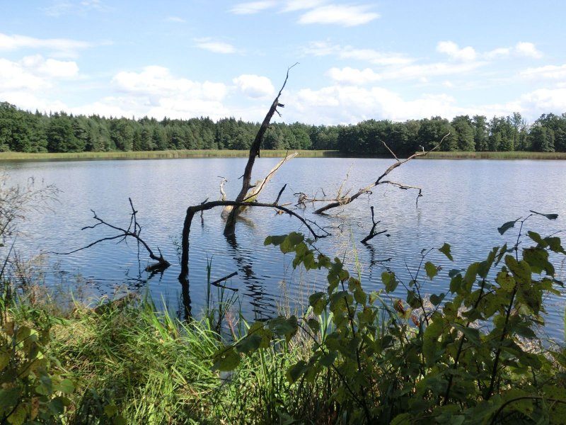 fotografie z akce Pochod pětilisté růže