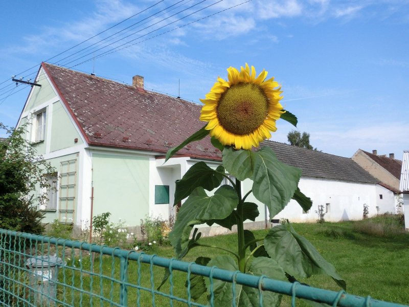 fotografie z akce Pochod pětilisté růže