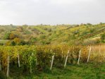 Pochod slováckými vinohrady