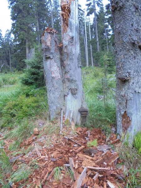 fotografie z akce Pětilistá růže Horní Planá II