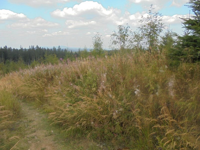 fotografie z akce Pětilistá růže Horní Planá II
