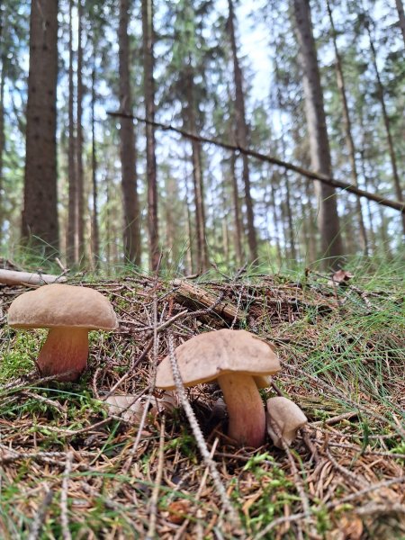 fotografie z akce Vzpomínka na Český les/Ivča Š.