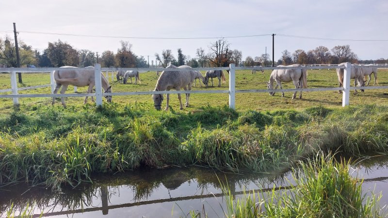 fotografie z akce NsI - Hřebčín Kladruby n/Labem