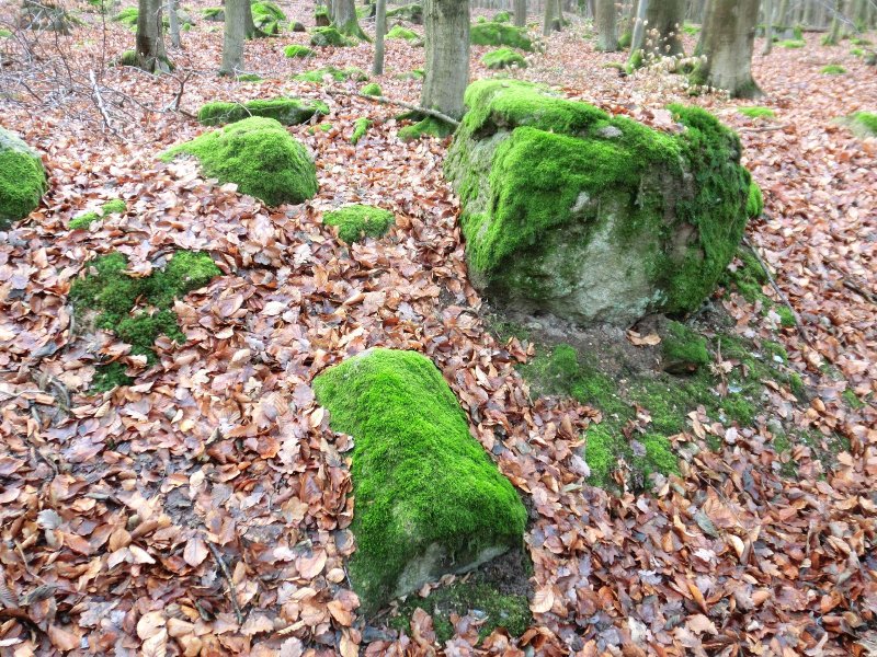 fotografie z akce NsL- Kozojedy-Mukařov 14.5 km
