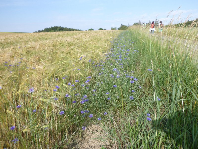 fotografie z akce NsL-Ješetice-Heřmaničky-13,5km