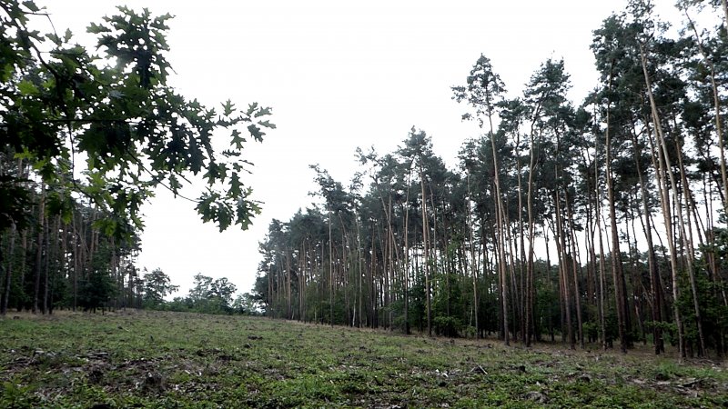 fotografie z akce NsL - Sadská-Třebestovice