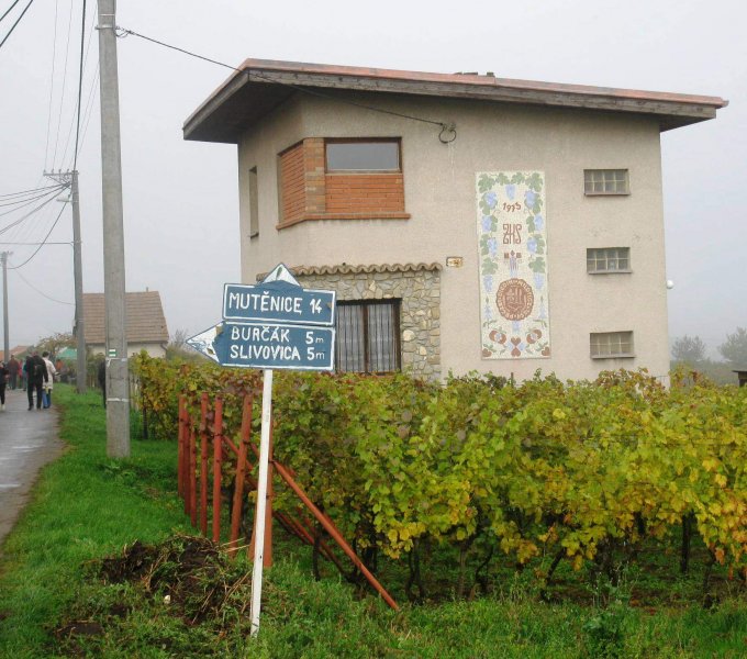 fotografie z akce Pochod slováckými vinohrady