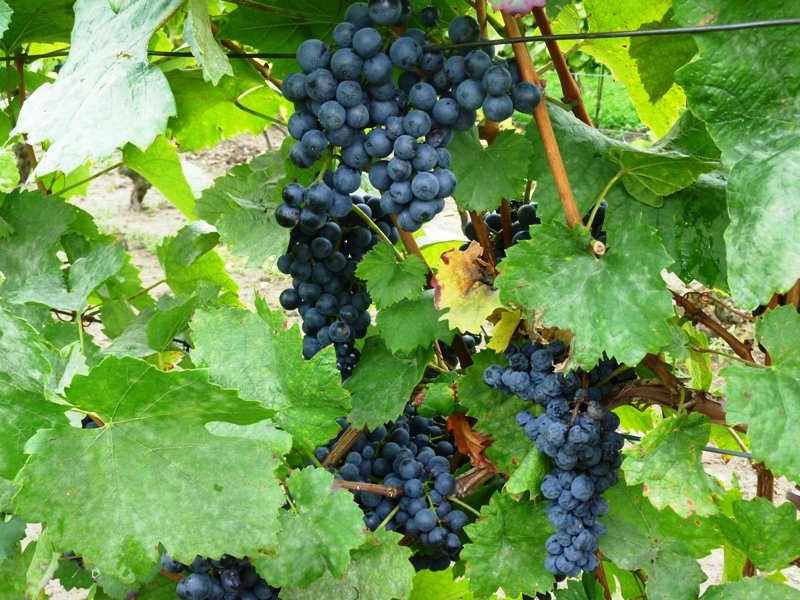 fotografie z akce Slováckými vinohrady 2011